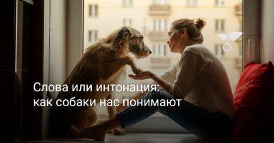 Слова или интонация — как собаки нас понимают? - botanichka.ru