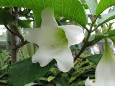 Бьюмонтия – пасхальная лилия - greeninfo.ru - Китай - Индия - Таиланд - Вьетнам - Бирма - Непал