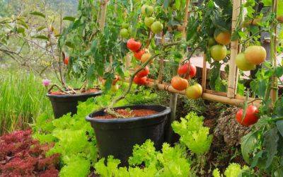 6 необычных способов выращивания томатов от наших читателей - ogorod.ru
