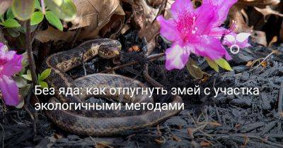 Без яда: как отпугнуть змей с участка экологичными методами - botanichka.ru