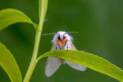 Какие бабочки угрожают вашему урожаю – фото и описания бабочек-вредителей - ogorod.ru - Сочи