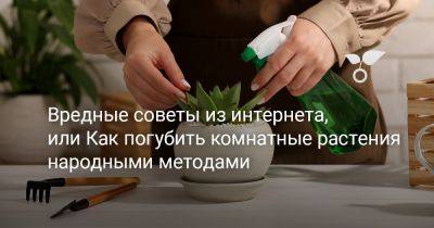 Вредные советы из интернета, или Как погубить комнатные растения народными методами - botanichka.ru