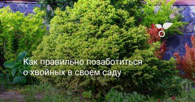 Как правильно позаботиться о хвойных в своем саду - botanichka.ru