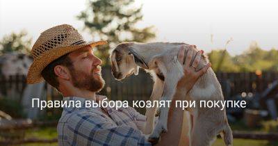 Правила выбора козлят при покупке - botanichka.ru
