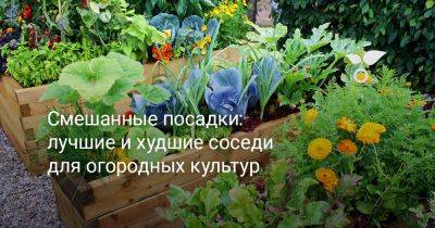 Смешанные посадки — лучшие и худшие соседи для огородных культур - botanichka.ru