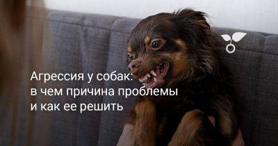 Агрессия у собак — в чём причина проблемы и как её решить? - botanichka.ru