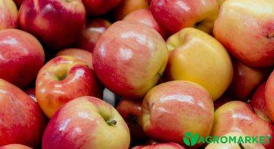 Лучшие сорта яблонь для украинского сада - agro-market.net - Япония - Украина