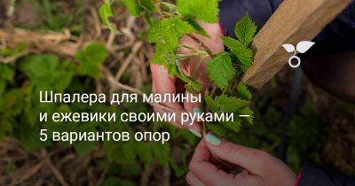 Шпалера для малины и ежевики своими руками — 5 вариантов опор - botanichka.ru