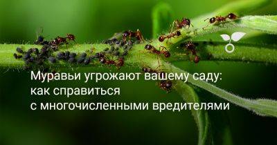 Муравьи угрожают вашему саду: как справиться с многочисленными вредителями - botanichka.ru