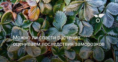 Можно ли спасти растения: оцениваем последствия заморозков - botanichka.ru - г. Виноград