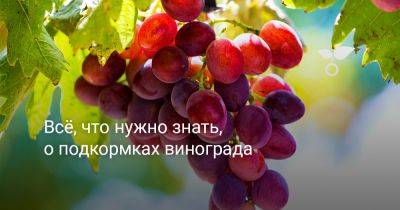 Всё, что нужно знать, о подкормках винограда - botanichka.ru - г. Виноград