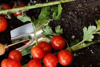 Как реанимировать томаты после заморозков в мае?