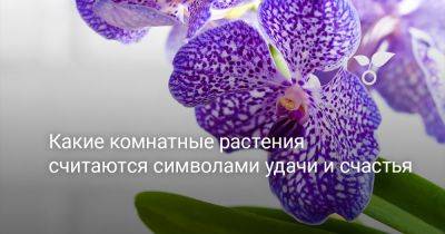 Какие комнатные растения считаются символами удачи и счастья - botanichka.ru