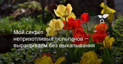 Мой секрет неприхотливых тюльпанов — выращиваем без выкапывания - botanichka.ru