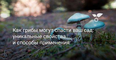 Как грибы могут спасти ваш сад? Их уникальные свойства и способы применения - botanichka.ru
