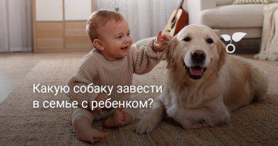 Какую собаку завести в семье с ребенком? - botanichka.ru
