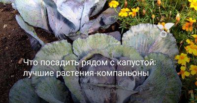 Что посадить рядом с капустой? Лучшие растения-компаньоны - botanichka.ru