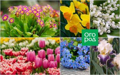 9 привлекательных растений, цветущих в мае - ogorod.ru