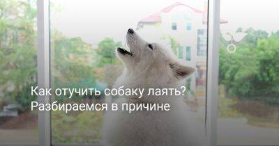 Как отучить собаку лаять? Разбираемся в причине - botanichka.ru
