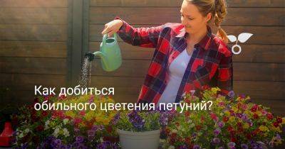 Как добиться обильного цветения петуний? - botanichka.ru