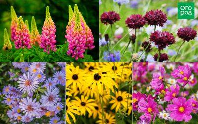 Беззаботный цветник: 15 растений, за которыми почти не надо ухаживать - ogorod.ru
