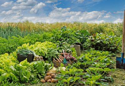 Смешанные посадки: 5 лучших сочетаний овощей для богатого урожая - ogorod.ru