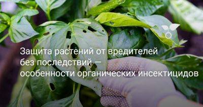 Защита растений от вредителей без последствий — особенности органических инсектицидов - botanichka.ru