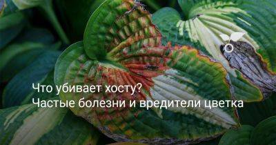 Что убивает хосту? Частые болезни и вредители цветка - botanichka.ru