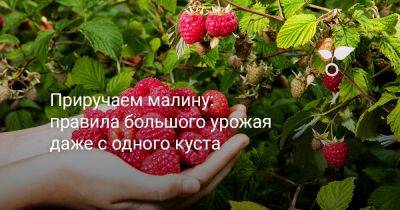 Приручаем малину: правила большого урожая даже с одного куста - botanichka.ru