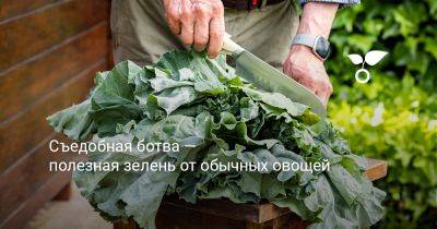 Съедобная ботва — полезная зелень от обычных овощей - botanichka.ru