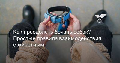 Как преодолеть боязнь собак? Простые правила взаимодействия с животным - botanichka.ru