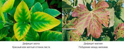 Болезни и вредители растений – часть 2 - divo-dacha.ru
