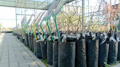 Как купить качественные саженцы плодовых деревьев – простые правила - ogorod.ru - республика Коми