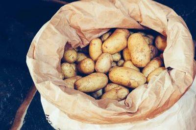 Как хранить картошку в домашних условиях? - aif.ru