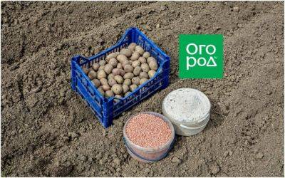 Удобрения для картофеля – что внести в грунт при посадке - ogorod.ru