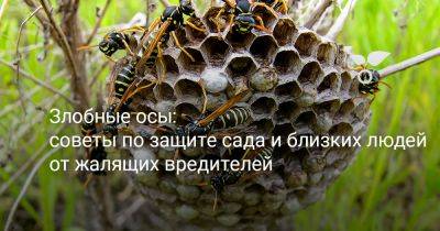 Злобные осы: советы по защите сада и близких людей от жалящих вредителей - botanichka.ru