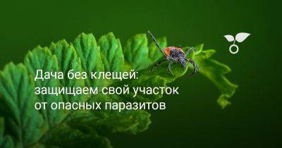 Дача без клещей: защищаем свой участок от опасных паразитов - botanichka.ru