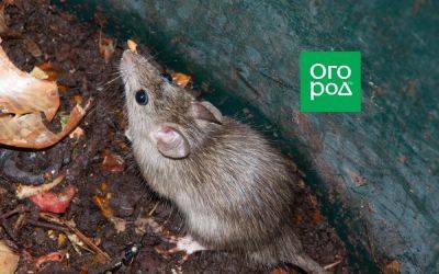Мыши и крысы в компосте – что делать? - ogorod.ru