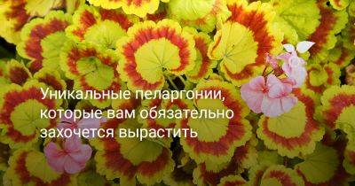 Уникальные пеларгонии, которые вам обязательно захочется вырастить - botanichka.ru
