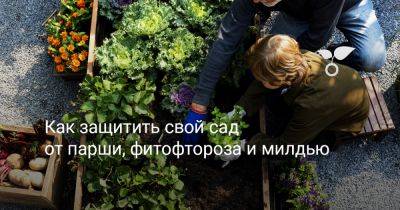 Как защитить свой сад от парши, фитофтороза и милдью - botanichka.ru - г. Виноград