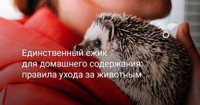 Единственный ёжик для домашнего содержания — правила ухода за животным - botanichka.ru - Россия