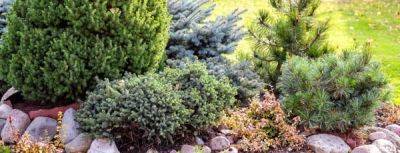 Вечнозеленое разнообразие: хвойные растения для альпийских горок - gradinamax.com.ua