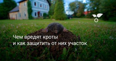 Чем вредят кроты и как защитить от них участок - botanichka.ru