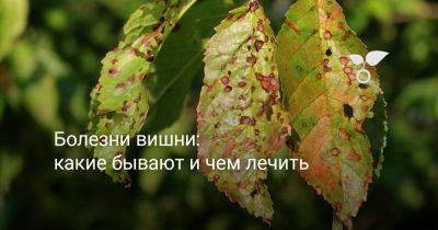 Болезни вишни — как распознать и чем лечить, чтобы не потерять дерево? - botanichka.ru
