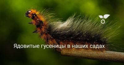 Ядовитые гусеницы в наших садах - botanichka.ru - Россия