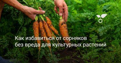 Как избавиться от сорняков без вреда для культурных растений - botanichka.ru