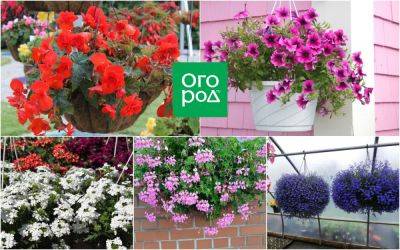7 очаровательных ампельных растений для балкона и террасы - ogorod.ru