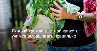 Лучший урожай цветной капусты — учимся выращивать правильно - botanichka.ru