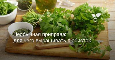Для чего выращивать любисток — необычная приправа и не только - botanichka.ru