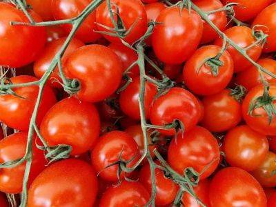 Хотите огромный урожай помидоров? Делайте так в июне в период цветения! Уход за помидорами в июне - belnovosti.by